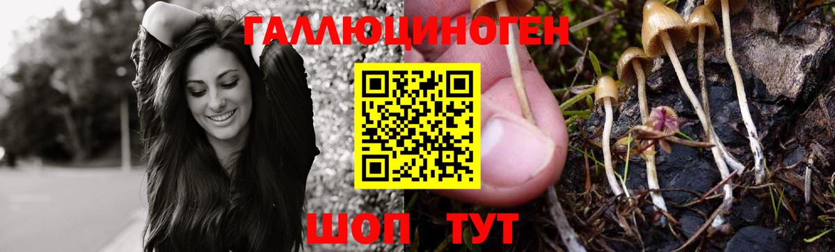Тара  Псилоцибиновые грибы Psilocybine cubensis  Вход с VPN 
